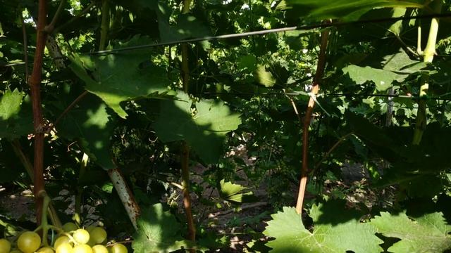 ВИНОГРАД ЗАРЯ НЕСВЕТАЯ, ПРИМА УКРАИНЫ 2020г смотреть онлайн