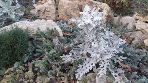 Цинерария приморская. Уход в зиму