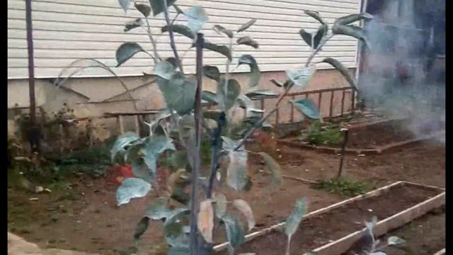 Бордосская смесь. Обработка сада.