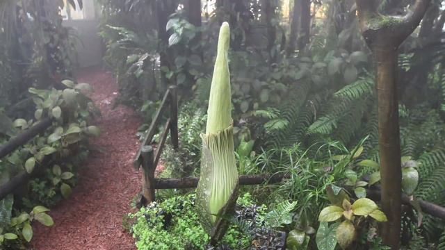 Timelapse. Croissance d'arum titan de Nantes смотреть онлайн