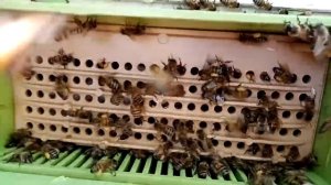 В гостях у пчёл🐝 /Visiting bees / #Таджикистан  #Джиликуль #2022 как пчёлы собирают пыльцу