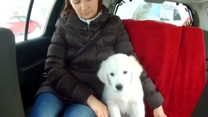 Первая прививка (2 месяца, препарат: Мультикан-4)