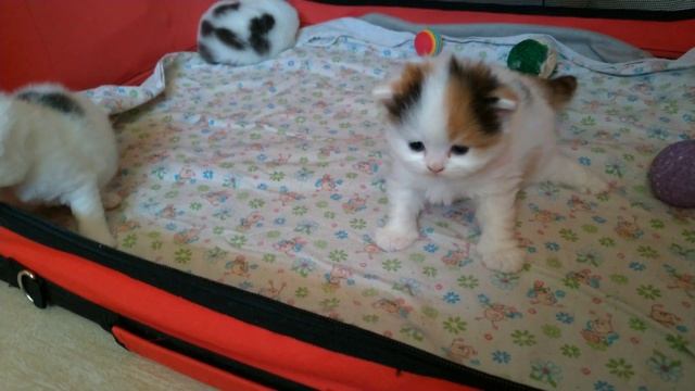 Первый прикорм шотландских котят смотреть онлайн