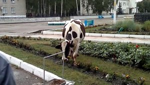 Корова жует цветочки