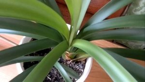 Комнатные цветы - Кливия Clivia. Почему Кливия не цветет и как заставить Кливию цвести.