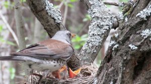 Дрозды кормят птенцов в гнезде, Catbirds feed chicks in the nest