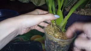 Две разные посадки degarmoara Winter Wanderland 'White Fairy''