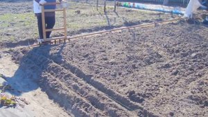 САЖАЕМ ЯРОВОЙ ЧЕСНОК.  МОЙ ОПЫТ ПОЛУЧЕНИЯ ОДНОЗУБОК. ОТЛИЧИЯ ОЗИМОГО ОТ ЯРОВОГО ЧЕСНОКА