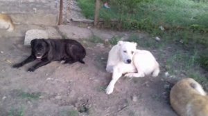 Кане корсо и среднеазиатские овчарки  (алабай).Питомник "La mia aziendo " ПРОТИВ купировки  собак.