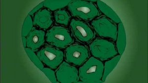 МЕХАНИЧЕСКИЕ ТКАНИ РАСТЕНИЙ