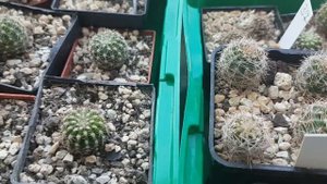 Детки у кактуса.Что с ними делать,как отсадить.Cacteen.64