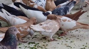 Бакинцы Такла зелёный лук(Голуби состояние)