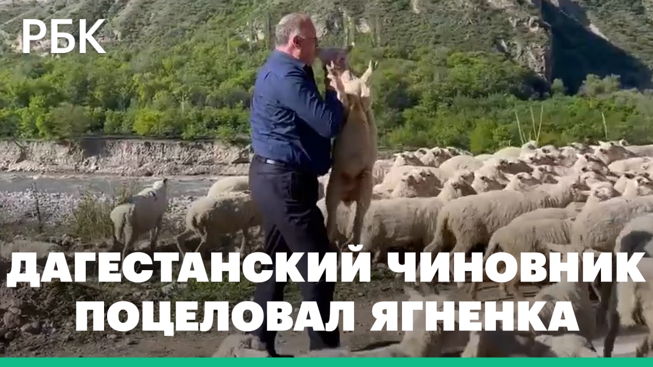 Председатель правительства Дагестана поймал и поцеловал ягненка. Видео
