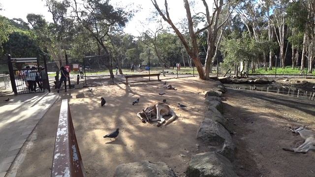Австралия. Зоопарк Currumbin . Все австралийские животные /Currumbin Wildlife Sanctuary Gold Coast смотреть онлайн