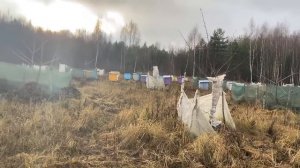 Как правильно выращивать орехи Часть 1