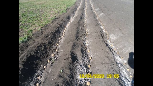 Выращивание картофеля по бороздам без полива с частичной механизацией процесса с помощью мотоблока смотреть онлайн
