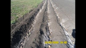 Выращивание картофеля по бороздам без полива с частичной механизацией процесса с помощью мотоблока