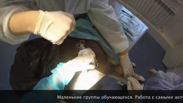 Тренинги по ветеринарной ортопедии www.endovet.com смотреть онлайн