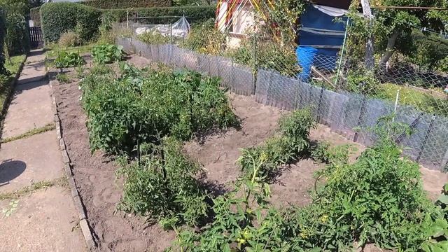 Как всё выросло. Стол ручной работы. Колорадские жуки. Дача в Германии смотреть онлайн