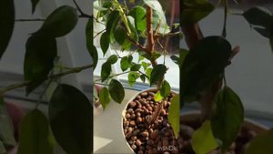 Фикус горячий душ