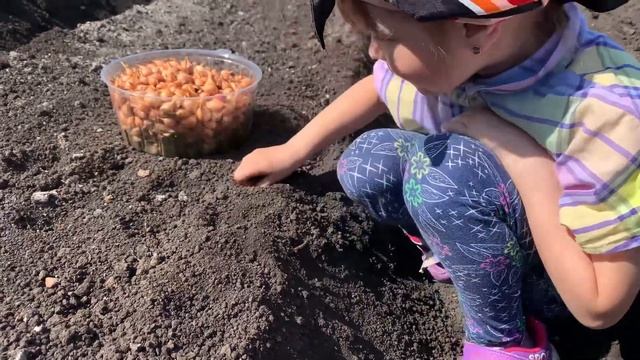 Как я сажаю огород / Сажаем лук вместе с дочками / Первые работы в огороде / Посадка овощей / Влог