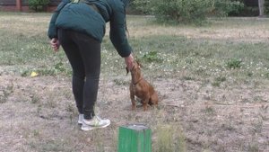 081. КАК ВОСПИТЫВАТЬ ТАКСУ.