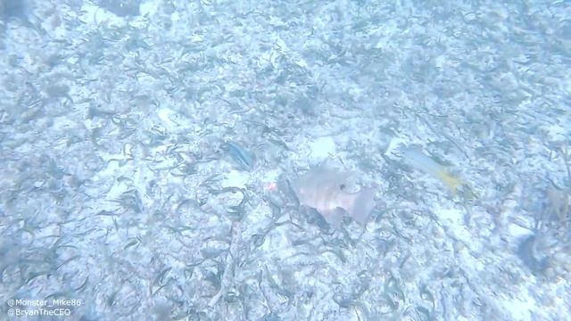 Angry Goliath Grouper!!! смотреть онлайн