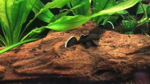 Звездчатые анциструсы L181