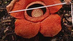 5 УДИВИТЕЛЬНЫХ РАСТЕНИЙ нашей ПЛАНЕТЫ