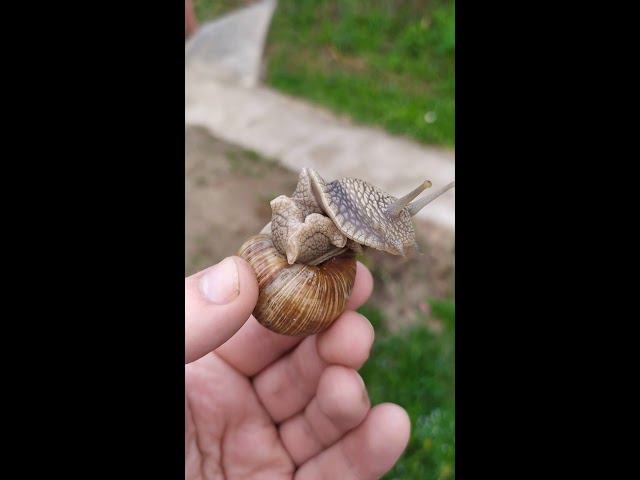 Брюхоногий гость 2 смотреть онлайн