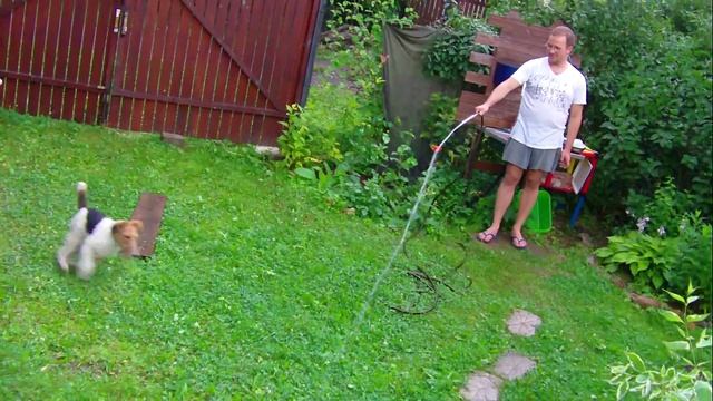 Фокстерьер играет на даче с водой смотреть онлайн