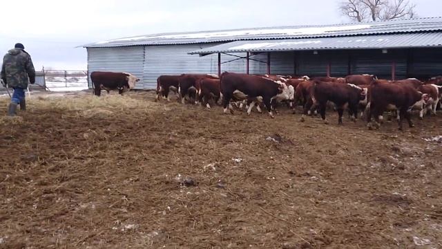 ПЛЕМ БЫЧКИ ГЕРЕФОРДЫ НА ПРОДАЖУ от кфх Дик. 26-1-21. Дорого, но Качественно! смотреть онлайн