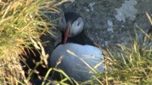 Птица Тупик - интересные факты