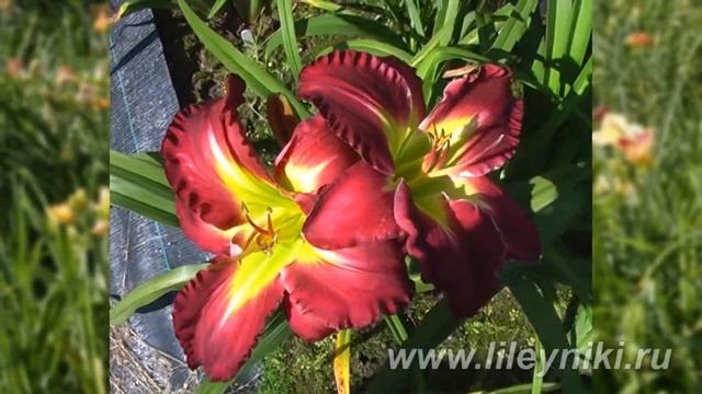 Лилейник Селекция BARNEY х TET ROSE F KENNEDY №20278 смотреть онлайн