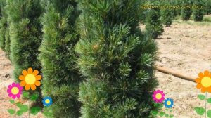 Сосна веймутова Фастигиата. Краткий обзор, описание характеристик pinus strobus Fastigiata