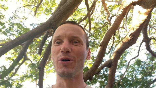 Ветки из земли смотреть онлайн