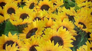 ВИА Акварели Это только начало