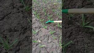 Рыхление почвы полольником. Сапка. Полольник Миттлайдера.