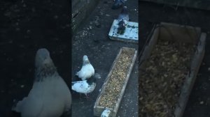 Обзор молодого поколения Пакистанских голубей г.Курган.