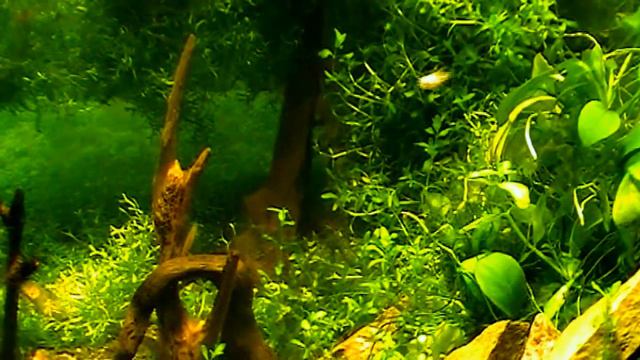 #Aquarium.Травник. AquaPlanted. смотреть онлайн