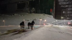 #НОРИЛЬСК/ ВИДЫ ГОРОДА В ПОЛЯРНУЮ НОЧЬ#внорильскеснег#полярнаяночьвнорильске#морозывнорильске#север