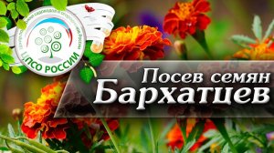 Бархатцы посев семян. Как сажать цветы Бархатцы на рассаду.