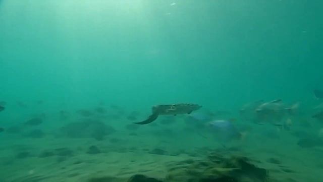 Этот Крокодил Ест Акул на Закуску! Настоящий Гигант - ГРЕБНИСТЫЙ КРОКОДИЛ! смотреть онлайн