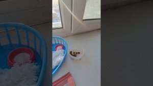 что я беру для себя и для силиконовой собаки в гости:)