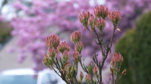 Panasonic HC-X1500 - Footage Samples