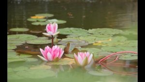 Будь словно лотос, что всегда чист и цветет даже в мутной воде...