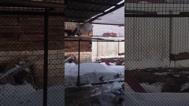 Голуби. Турецкая Такла №2 смотреть онлайн