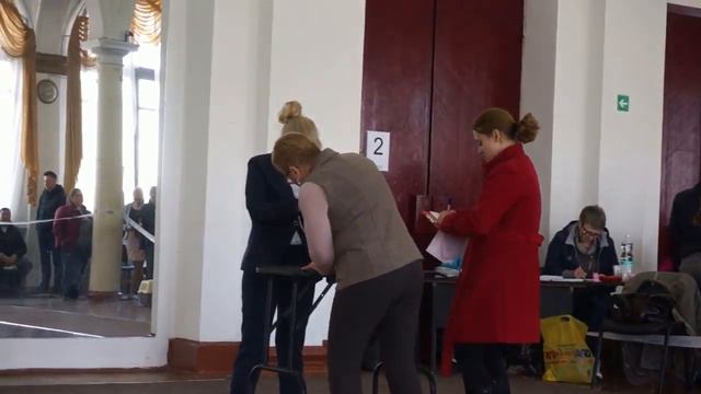 23.04.2016г Региональная выставка собак всех пород( САС) Калининград, ринг японских хинов. смотреть онлайн