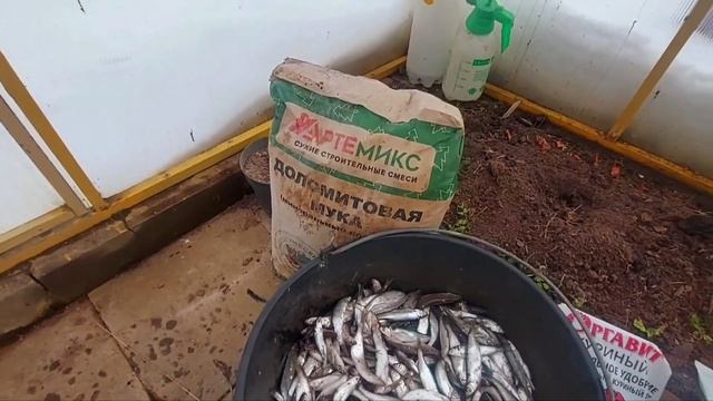 4апреля Лен обл.Парник "бабочка".Заправляю лунки для томатов#сезон23#моя дача#удобрения#томаты смотреть онлайн