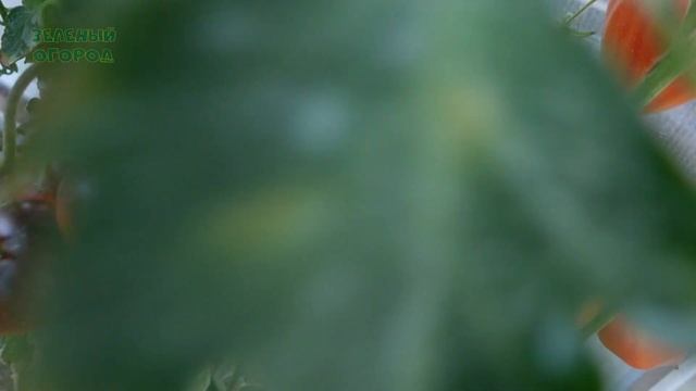 Обзор КОЛЛЕКЦИОННЫХ ТОМАТОВ. V ЧАСТЬ. смотреть онлайн